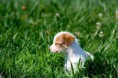 /album/hayvanlar-alemi/www-wallpapersharing-com-beautiful-puppy-jpg/